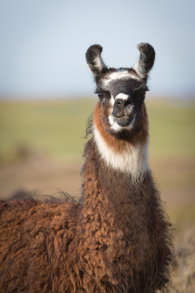 Andean altiplano landscape